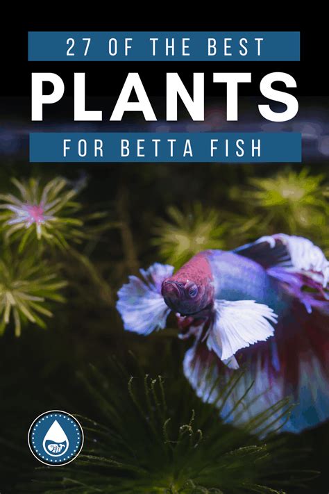 27 Of The Best Plants For Betta Fish – Including Floating.